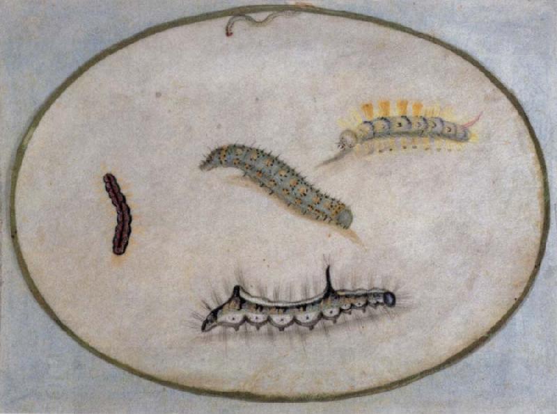 Maria Sibylla Merian Caterpillars